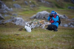 Hurtigruten - Land Excursions - Arctic Fox - Nature - Photography - Environment 1.JPG